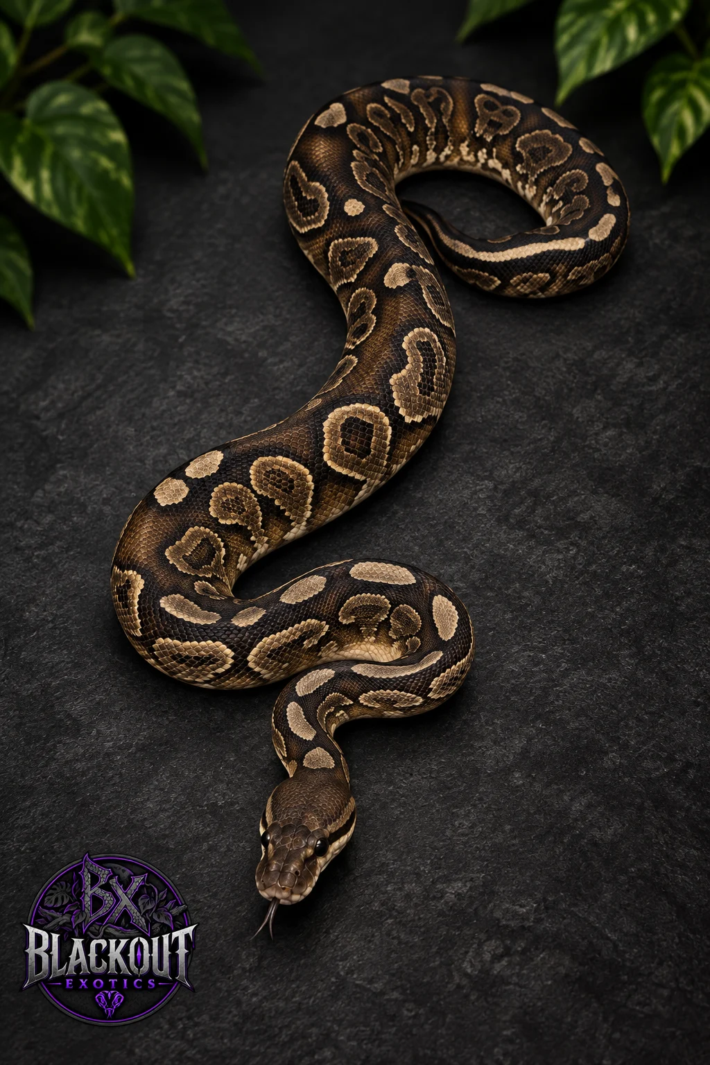 Kemet from Blackout Exotics
