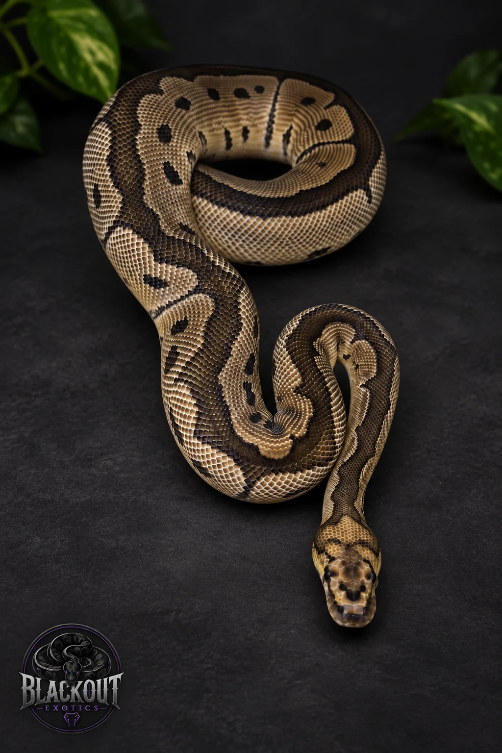 Osiris Care Sheet